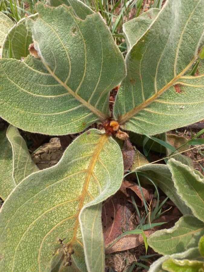 Byrsonima verbascifolia leaf