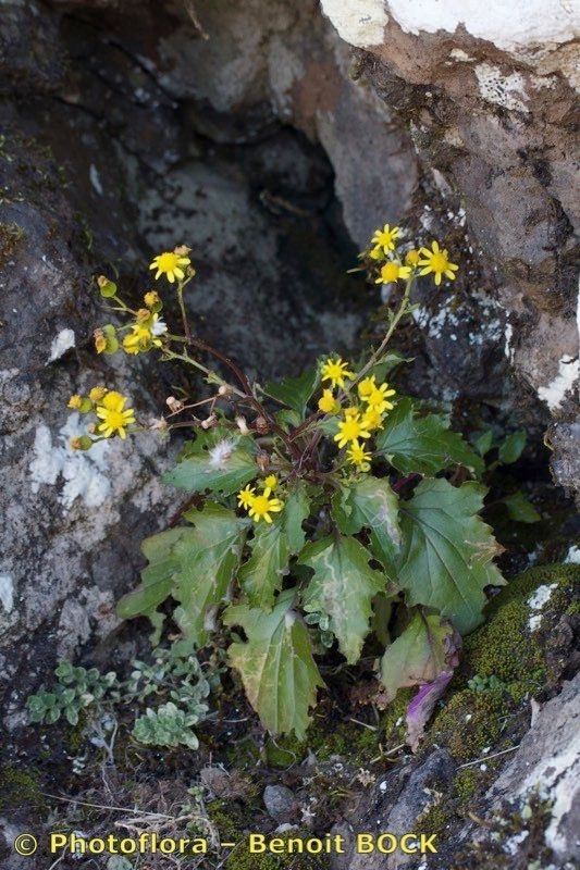 Senecio bollei habit