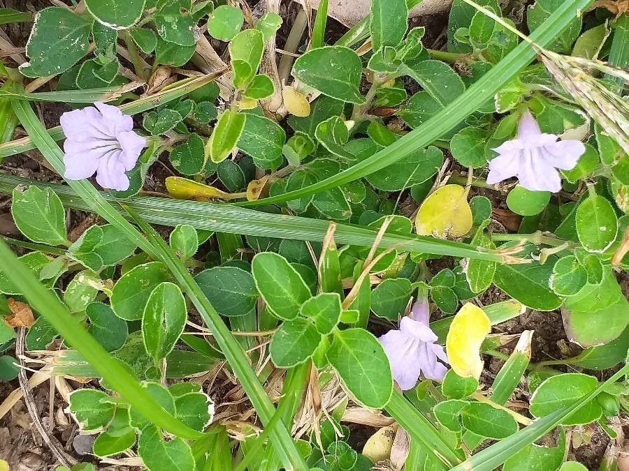 Ruellia patula flower