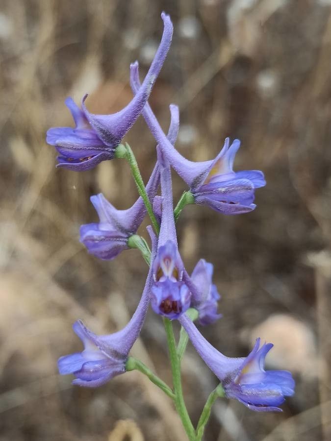 Delphinium gracile flower