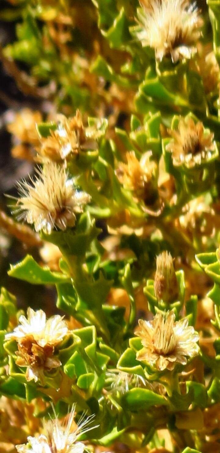 Oedera squarrosa fruit