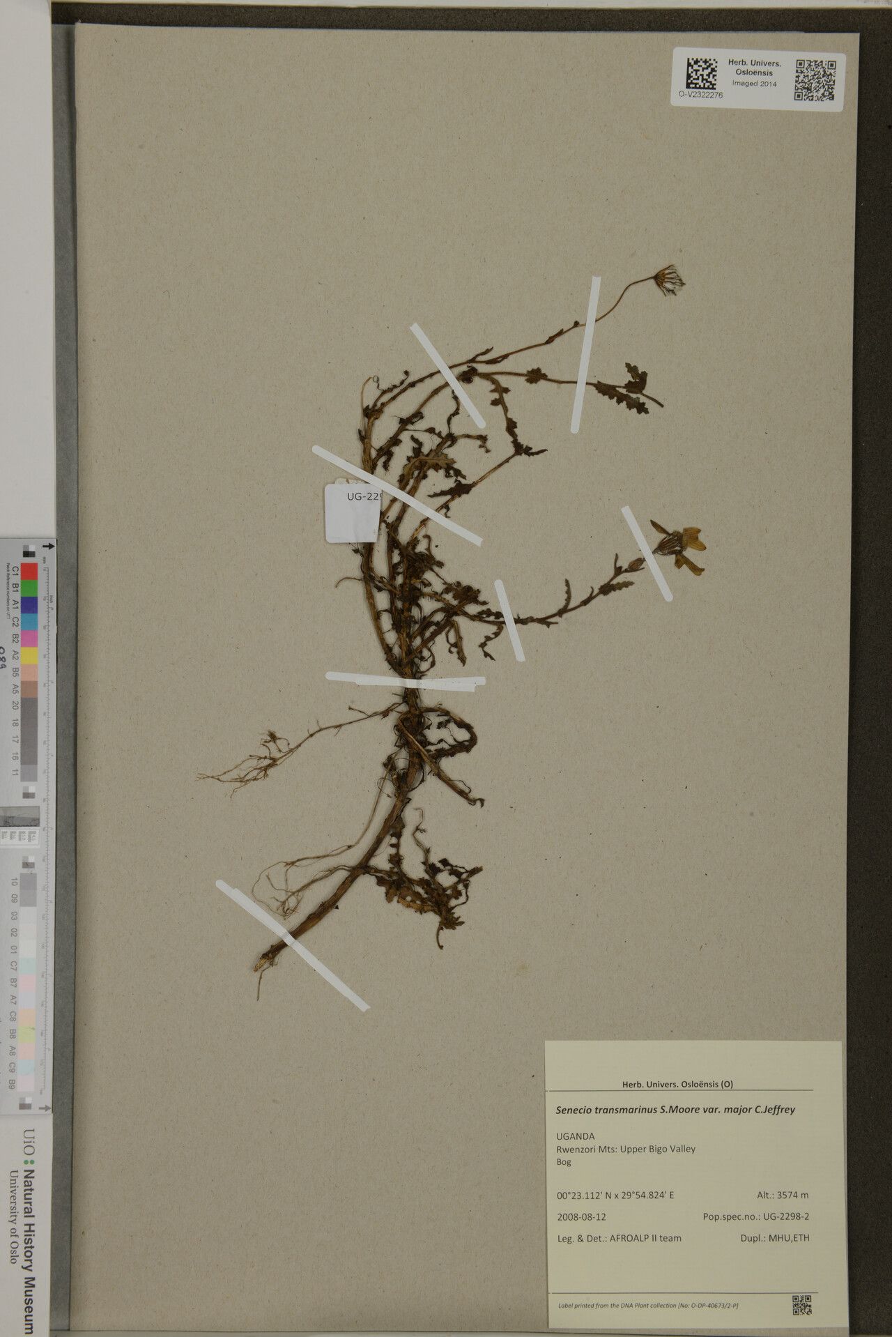 Senecio transmarinus — houseplant care guide