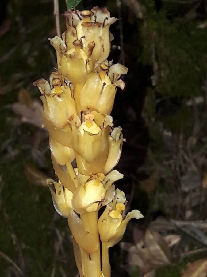 Orobanche flava fruit