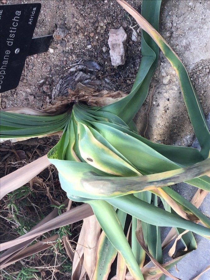 Boophone disticha leaf