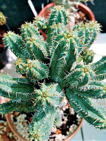 Euphorbia seibanica — houseplant care guide