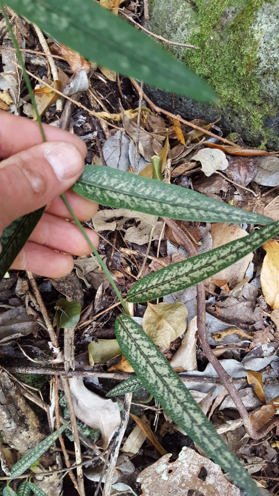 Secamone dilapidans — houseplant care guide