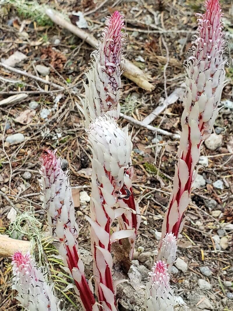 Allotropa virgata habit