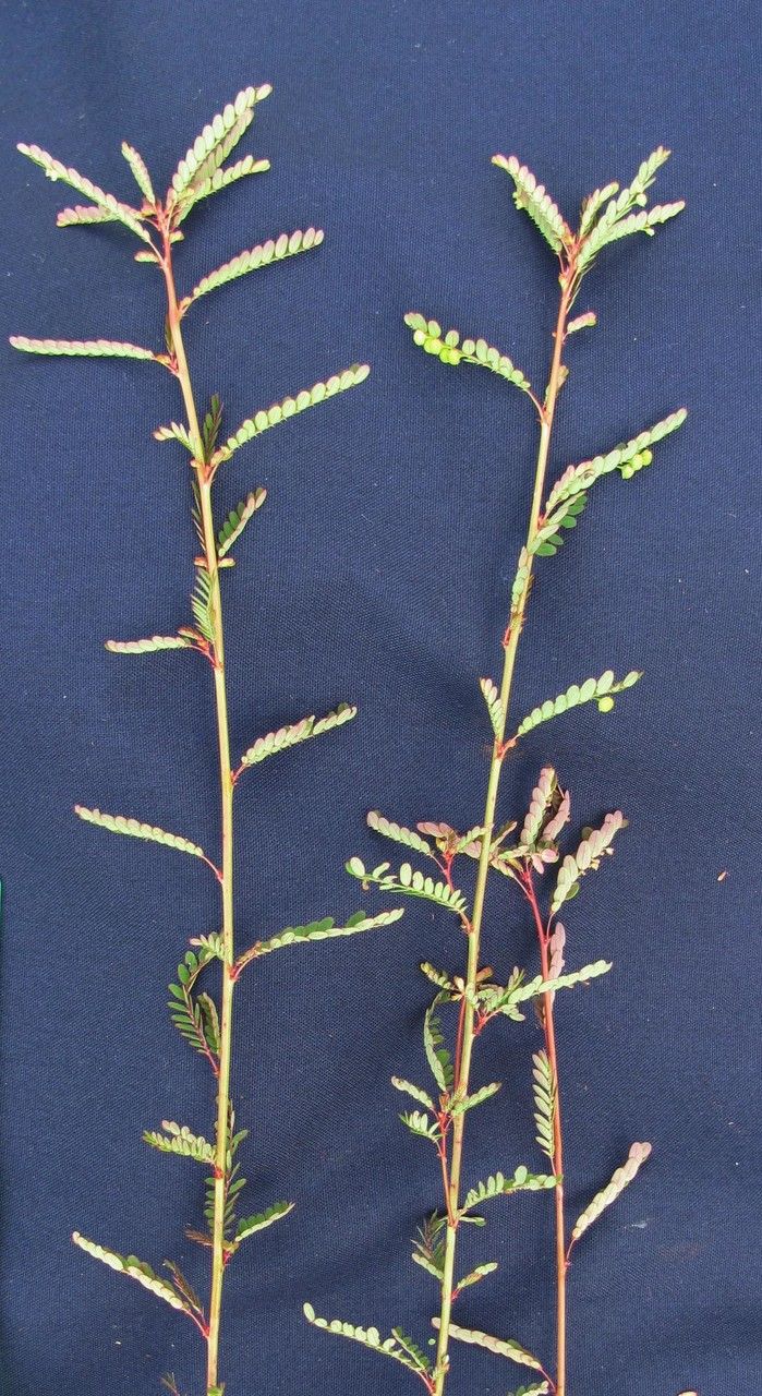 Phyllanthus stipulatus other