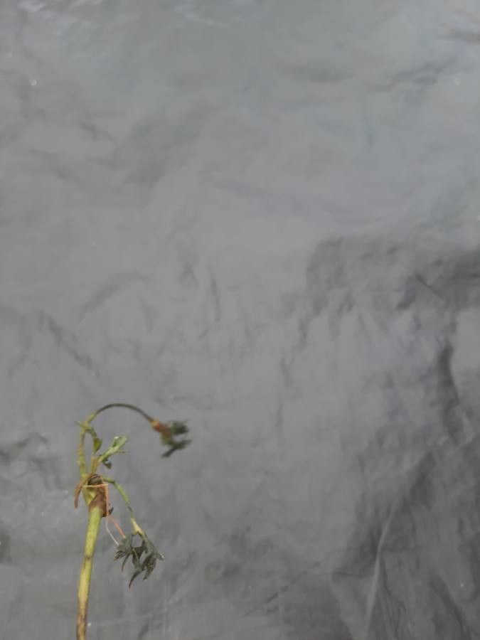 Ornithopus perpusillus fruit