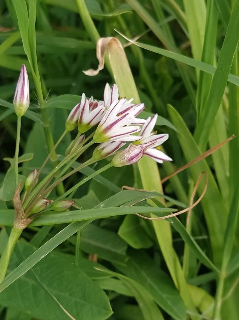 Nothoscordum nudicaule — related species from the same genus