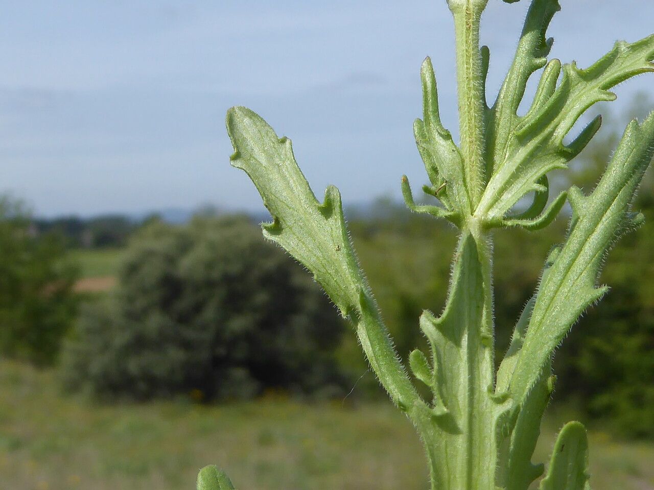 Valeriana discoidea leaf