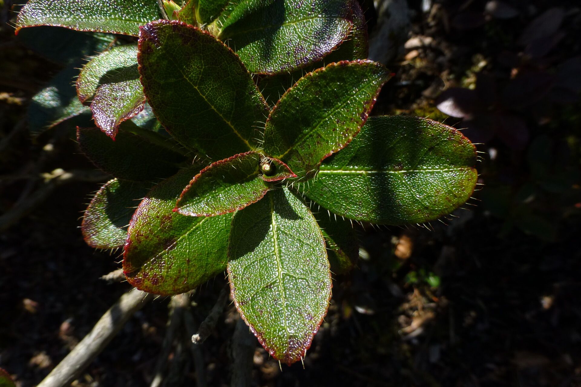Rhododendron fletcherianum flower