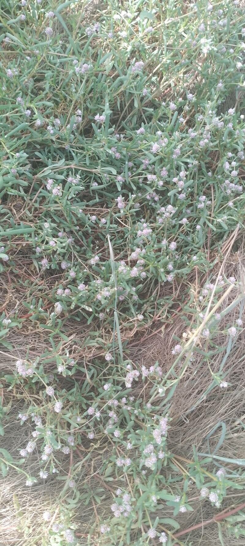 Gomphrena vermicularis leaf