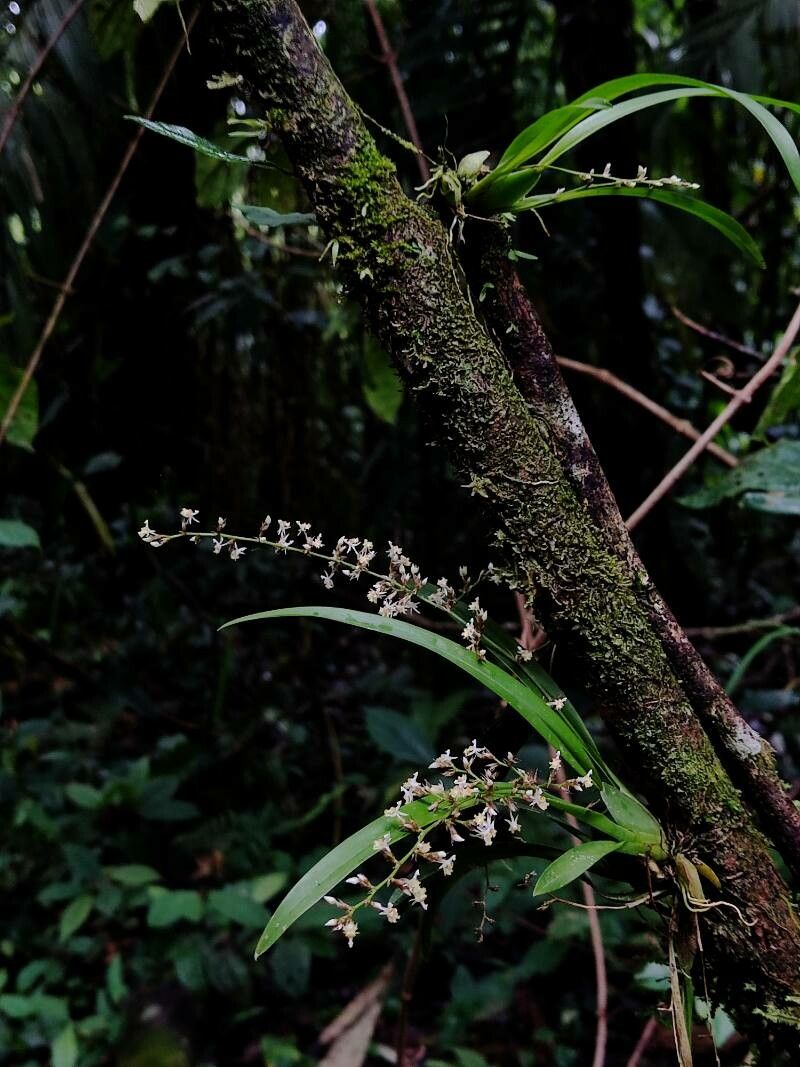 Oncidium integrilabre — search result for 'Oncidium'