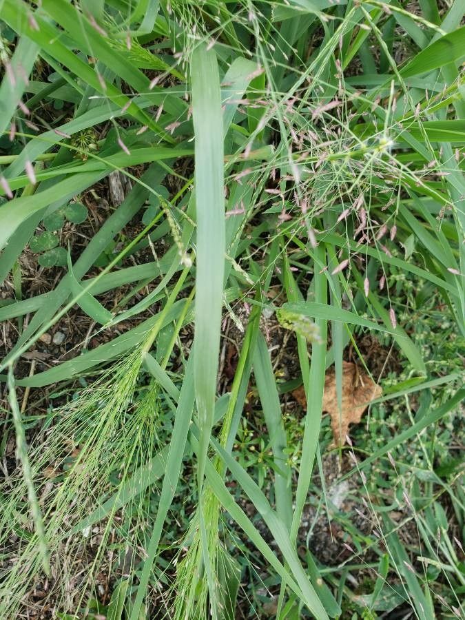 Eragrostis spectabilis