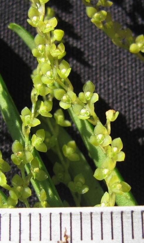 Stelis hymenantha other