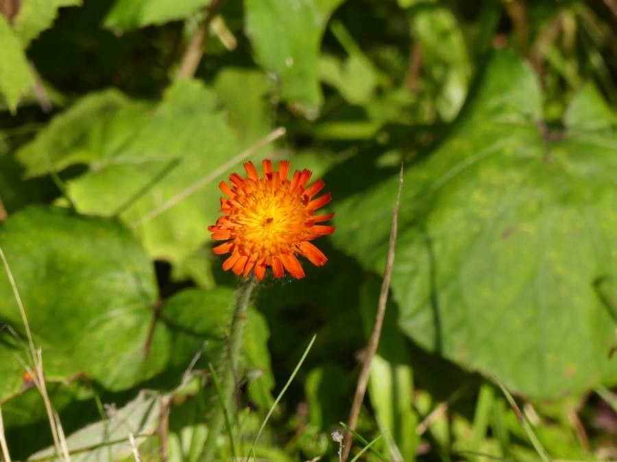 Hieracium aurantiacum flower