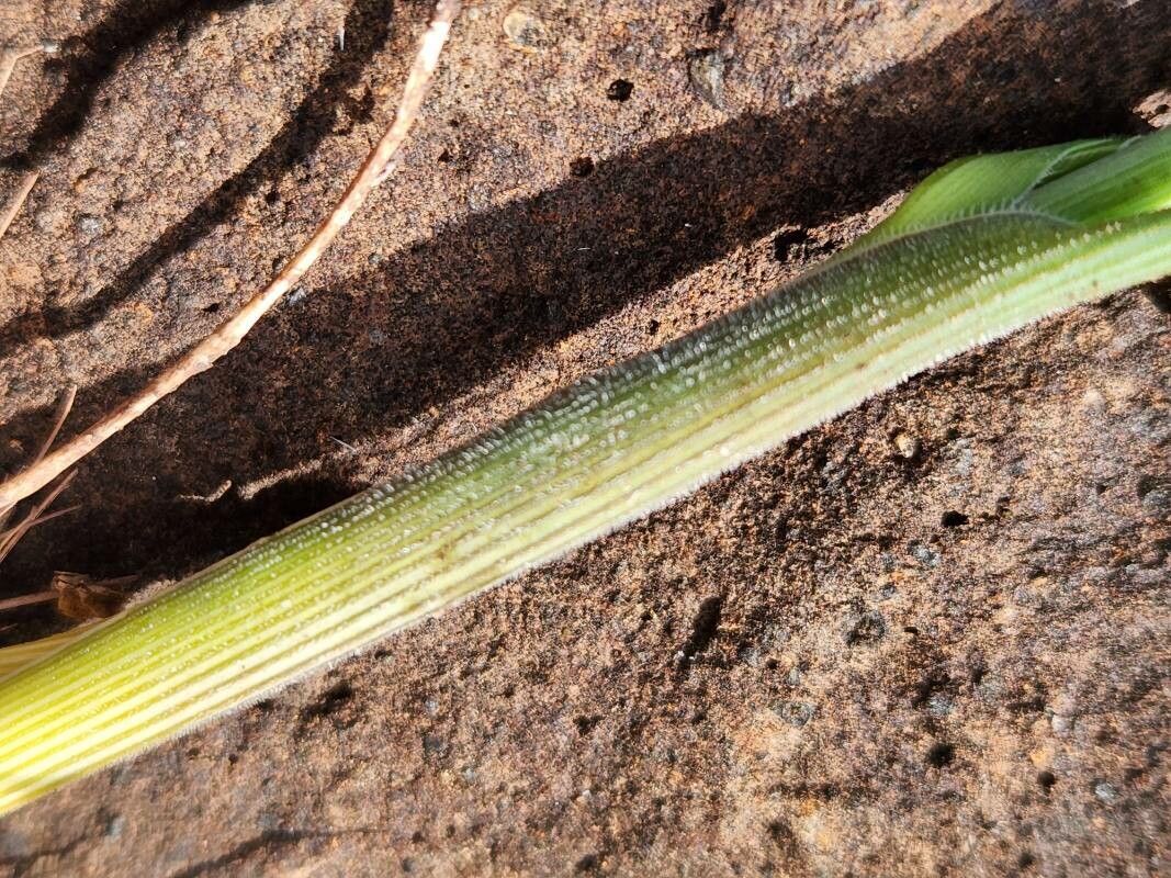 Chlorophytum pendulum bark
