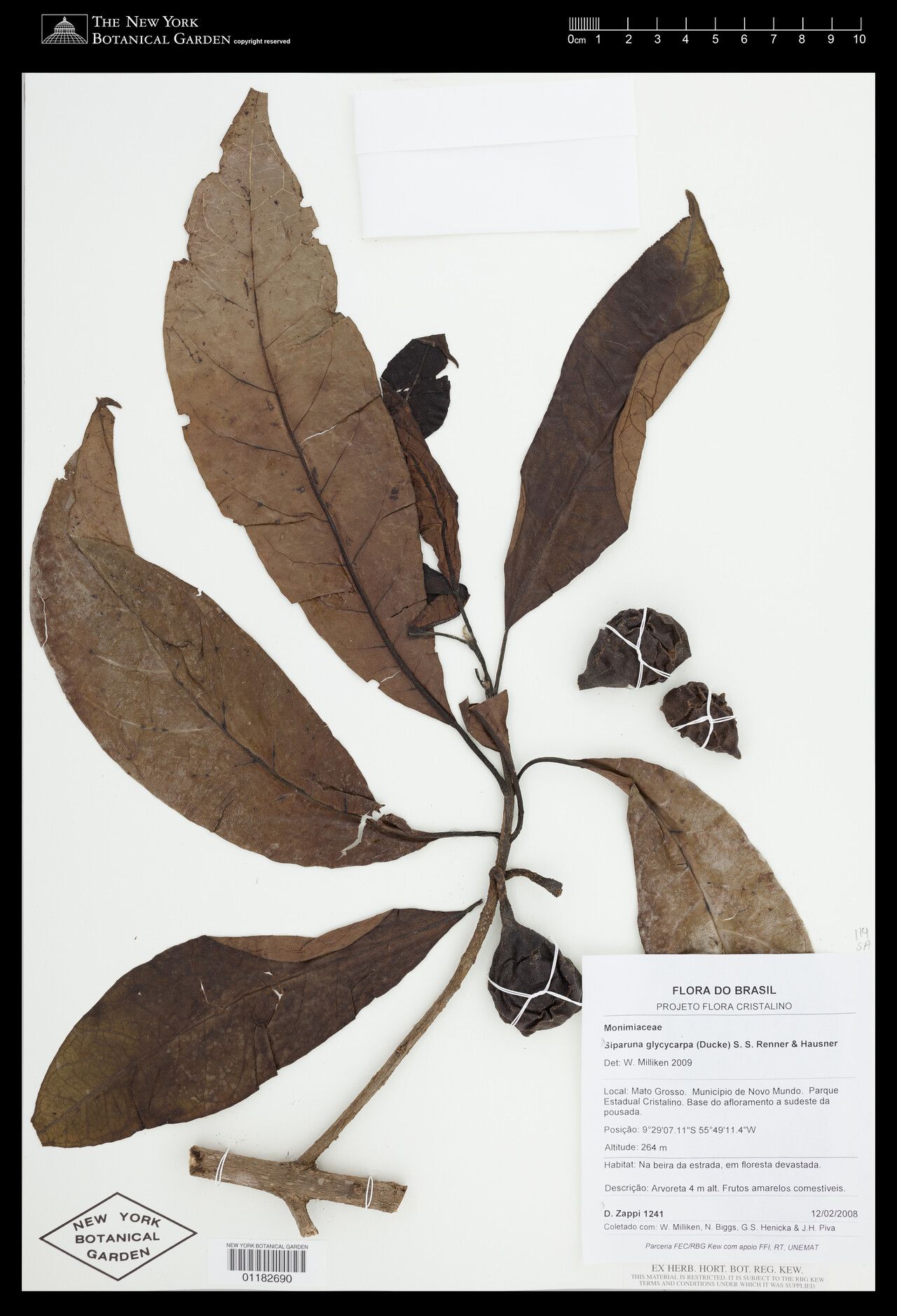 Siparuna glycycarpa fruit