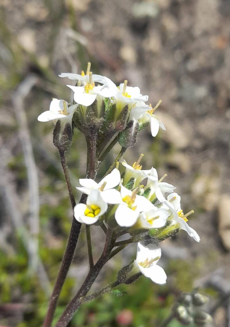 Draba gilliesii flower