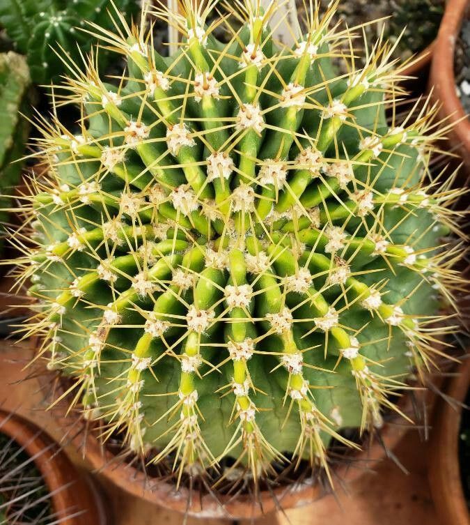 Acanthocalycium spiniflorum habit