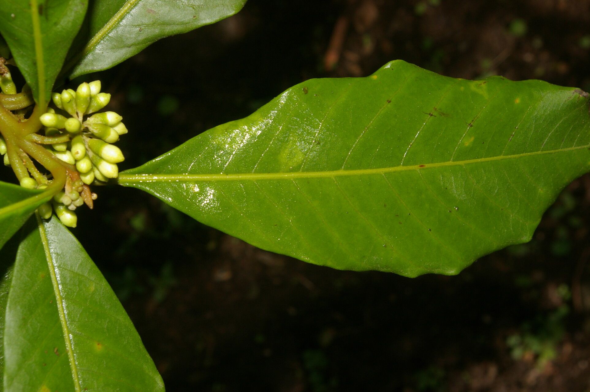 Aegiphila valerioi leaf