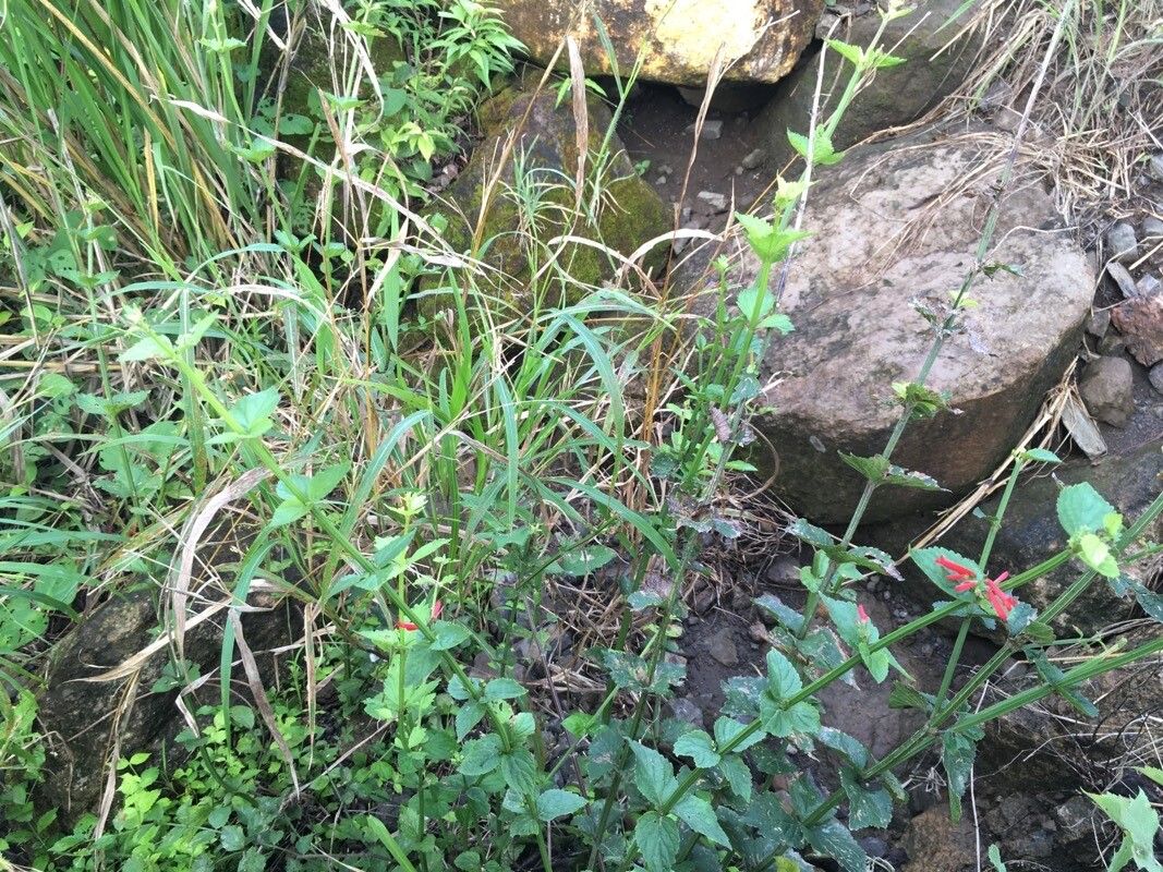 Russelia coccinea habit