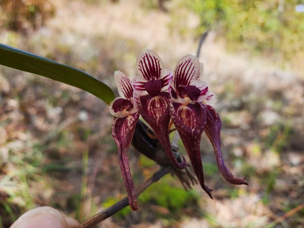 Bulbophyllum emarginatum — houseplant care guide