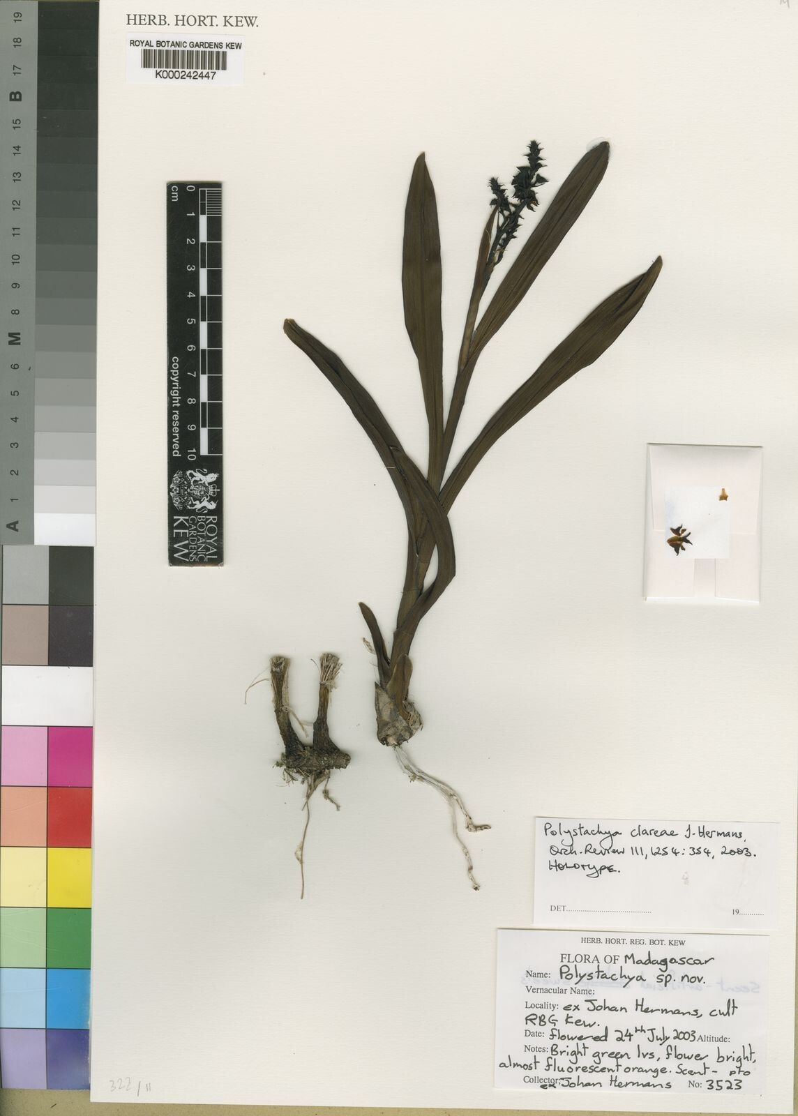 Polystachya clareae — houseplant care guide