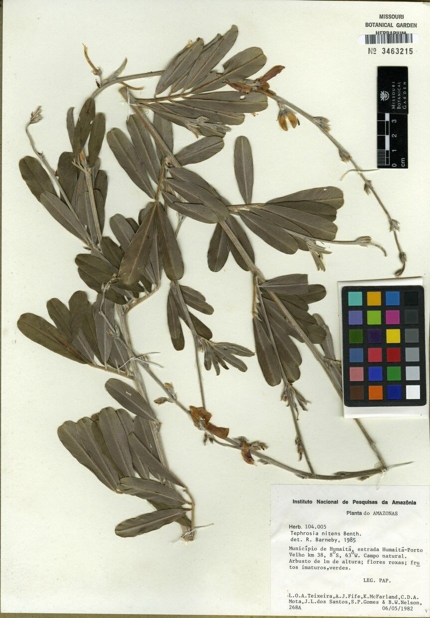 Tephrosia nitens other