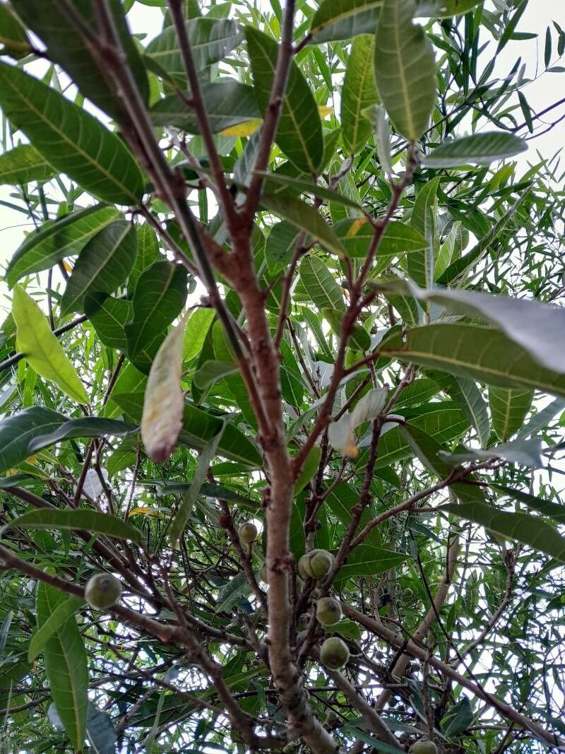 Ficus polyphlebia other