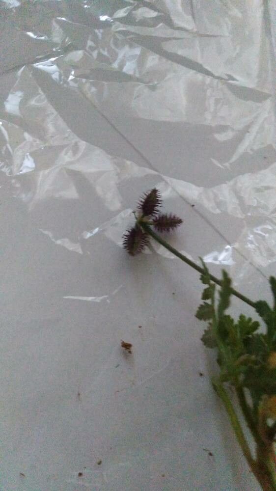 Turgenia latifolia fruit