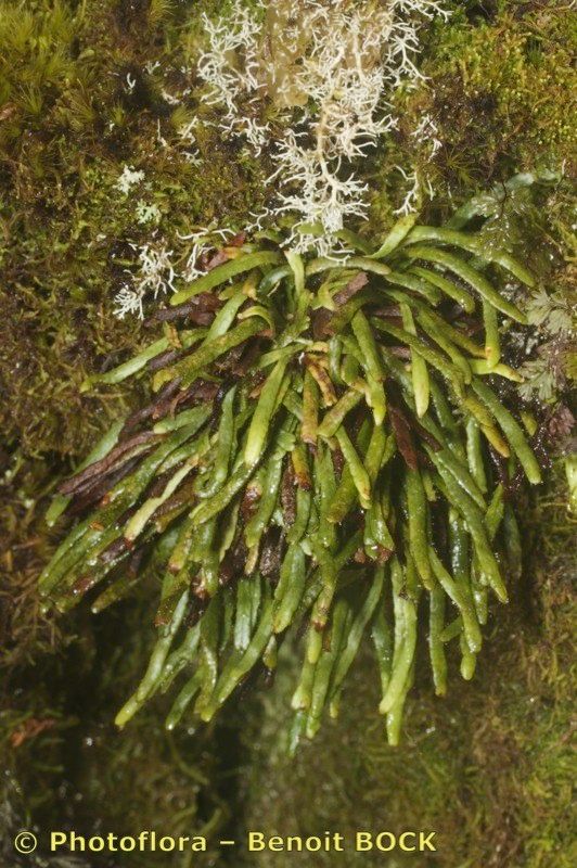 Ceradenia jungermannioides habit