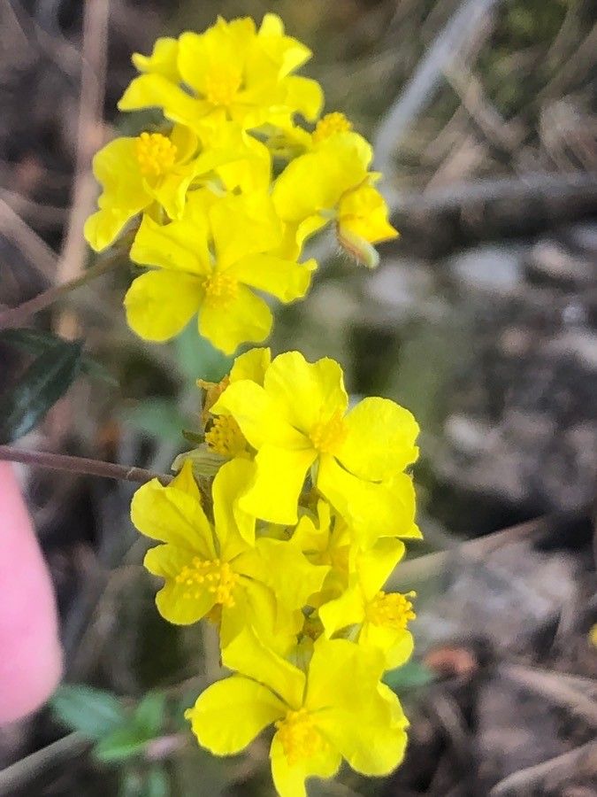 Helianthemum oelandicum flower