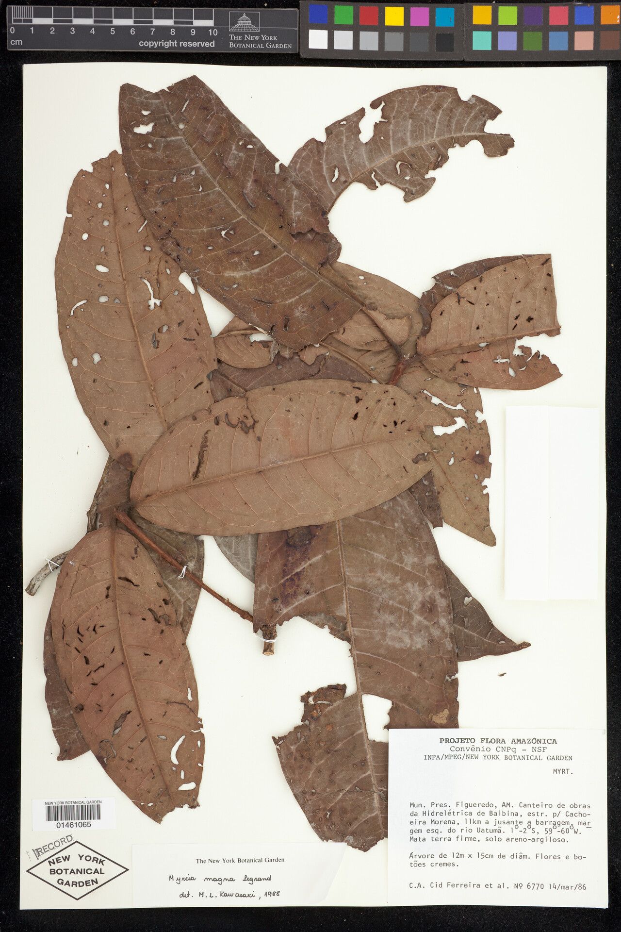 Myrcia magna — houseplant care guide