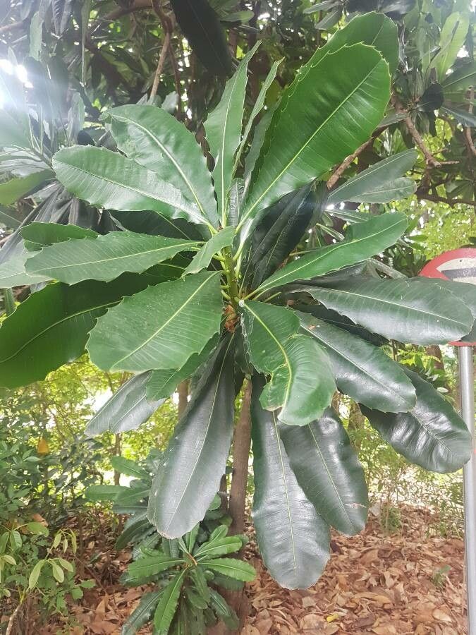 Pachystroma longifolium — search result for 'Peru to Bolivia'