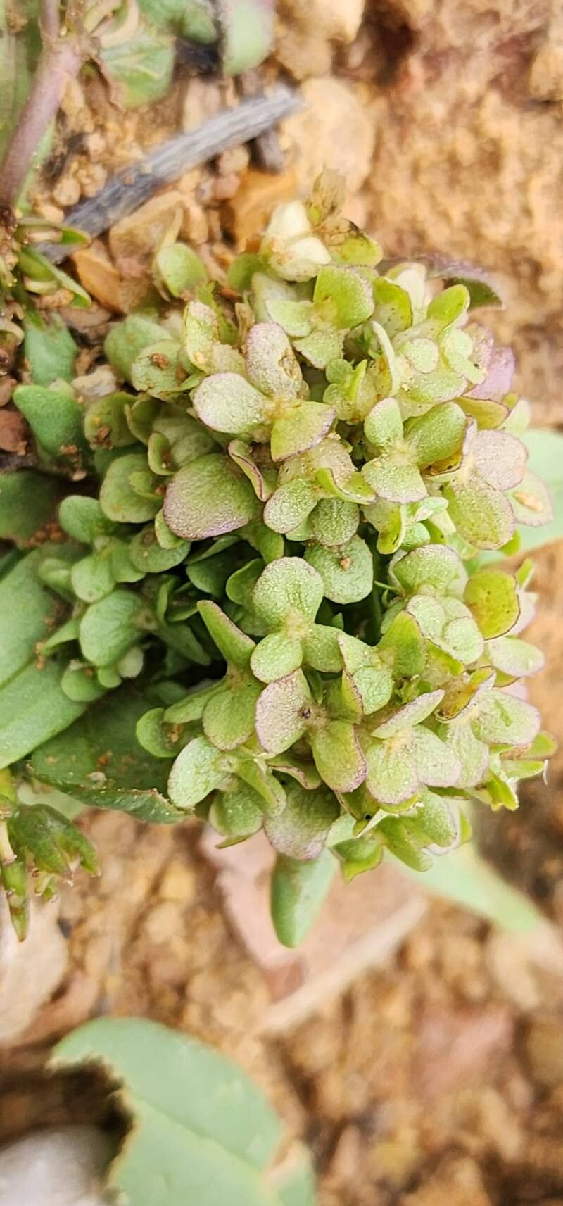 Valerianella leiocarpa fruit
