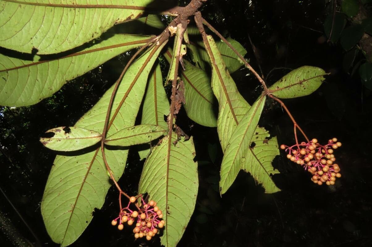 Ardisia brenesii leaf