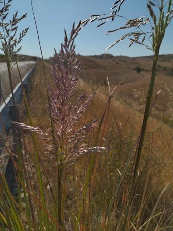 Saccharum ravennae flower