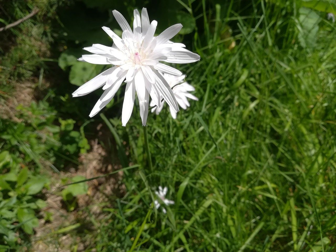 Crepis rubra flower