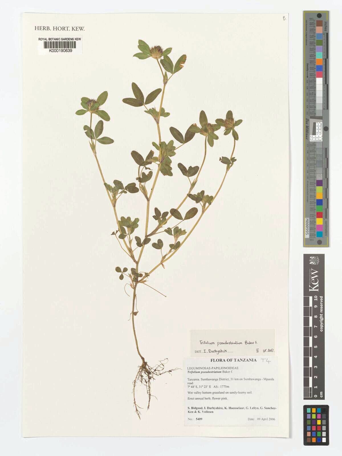 Trifolium pseudostriatum — houseplant care guide