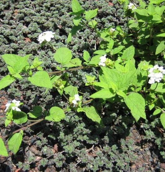 Lantana peduncularis — houseplant care guide