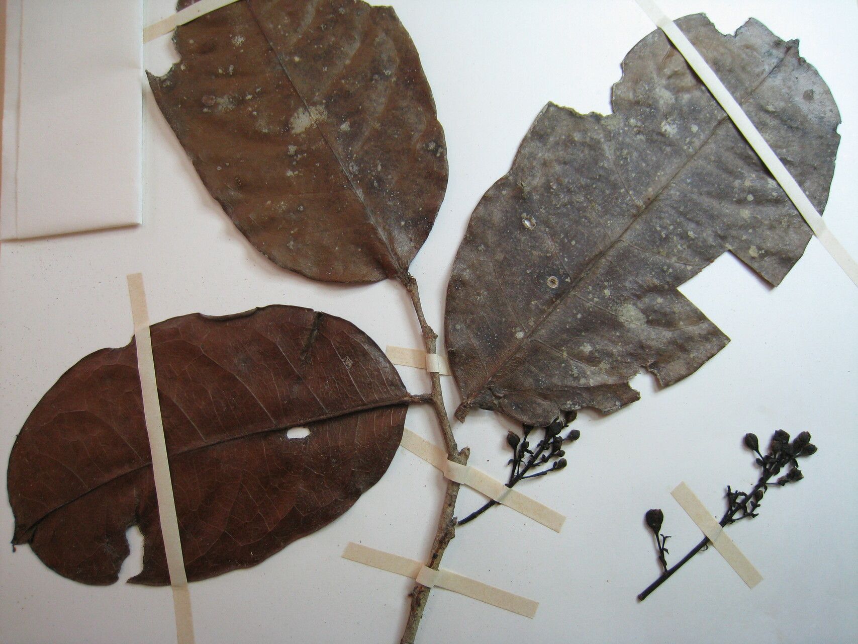 Hirtella macrosepala — houseplant care guide