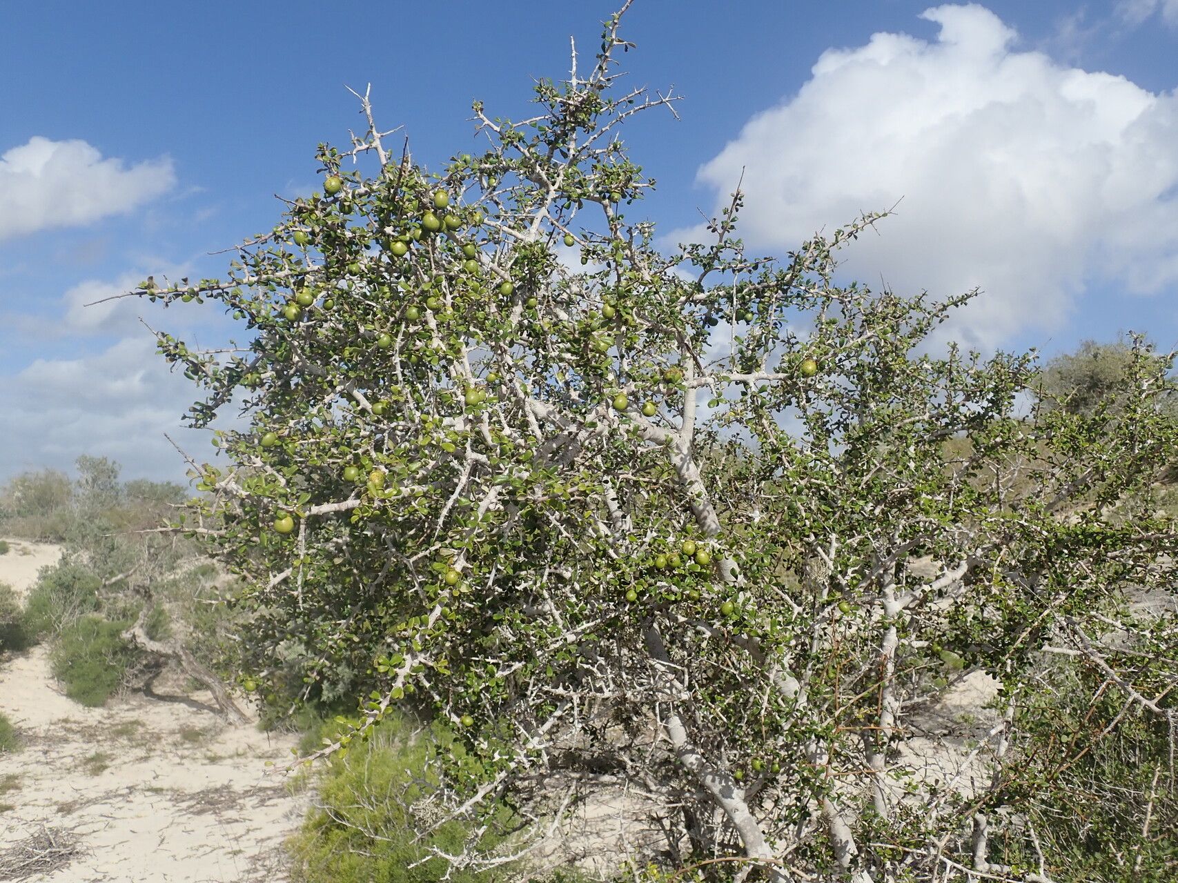 Diospyros nidiformis habit