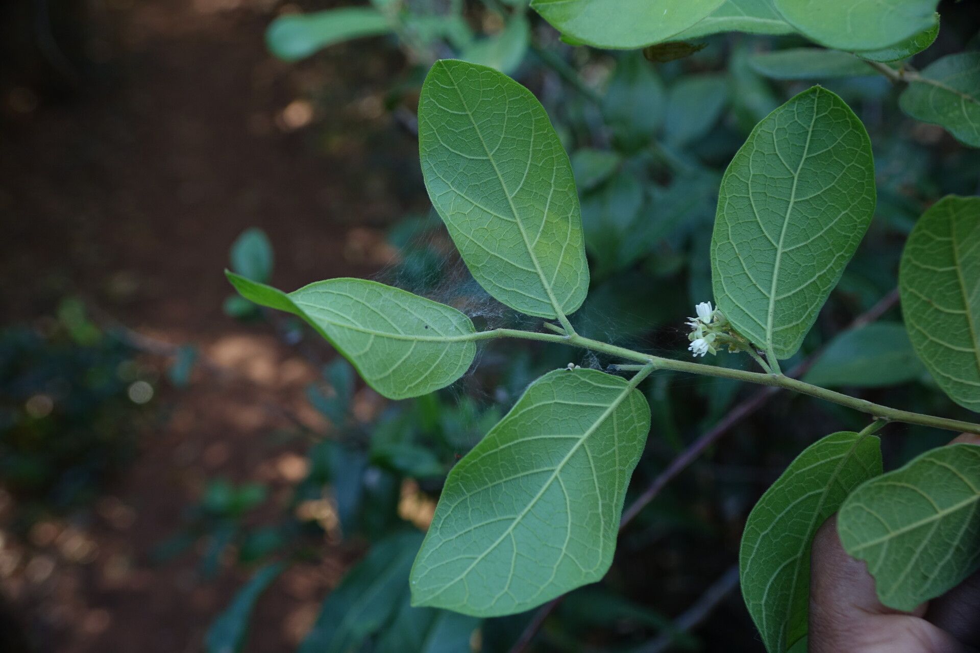 Dichapetalum bojeri — houseplant care guide