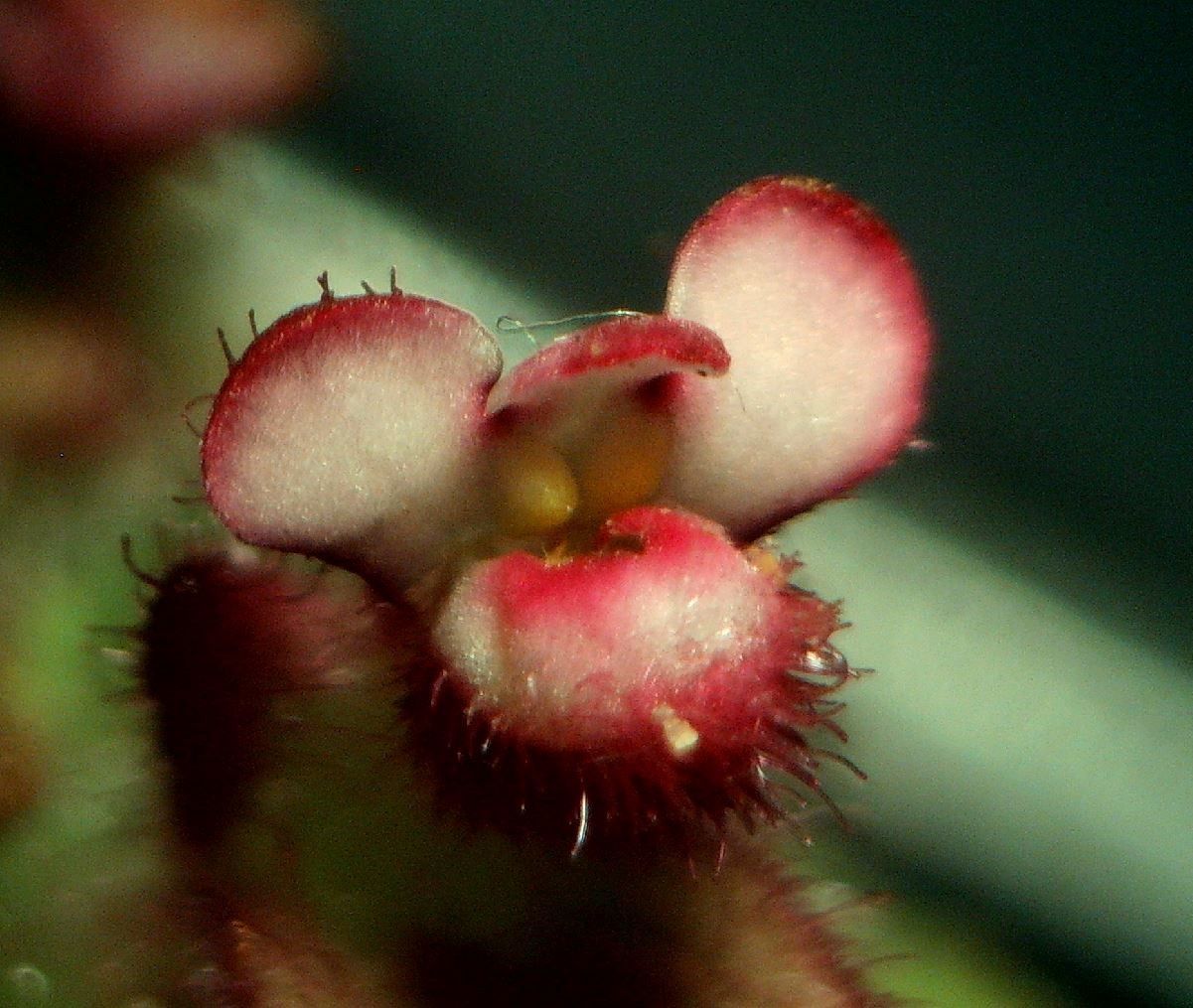 Parentucellia latifolia fruit