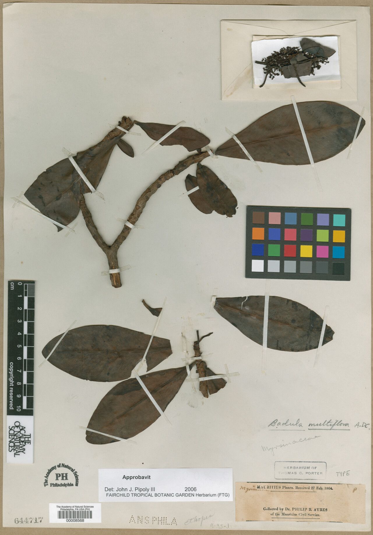 Badula multiflora — houseplant care guide