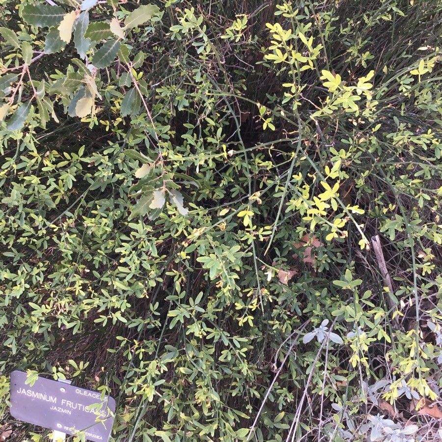 Jasminum fruticans leaf