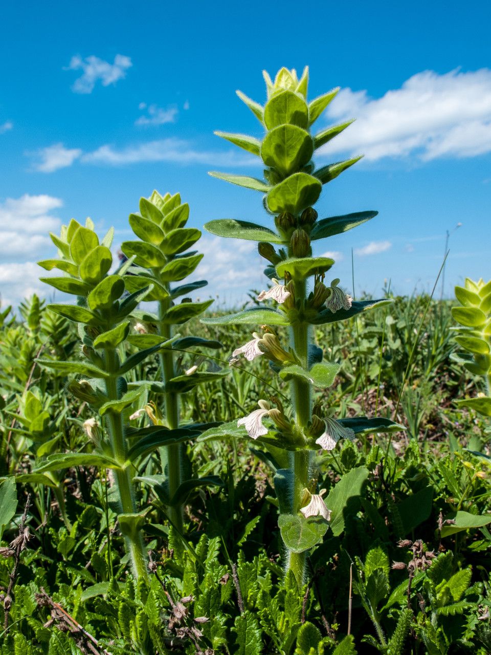 Ajuga laxmannii habit