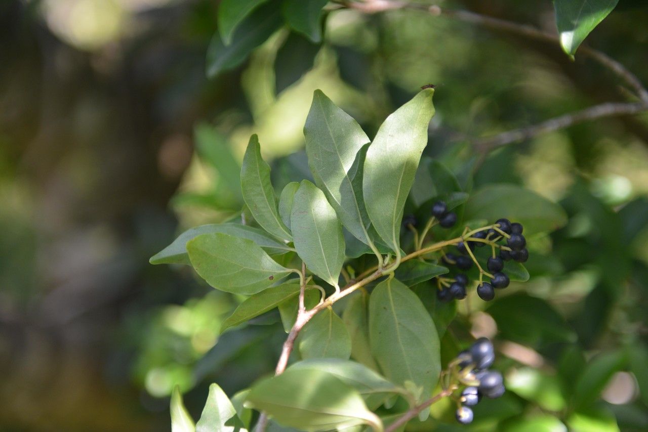 Viburnum costaricanum — search result for 'Viburnum'